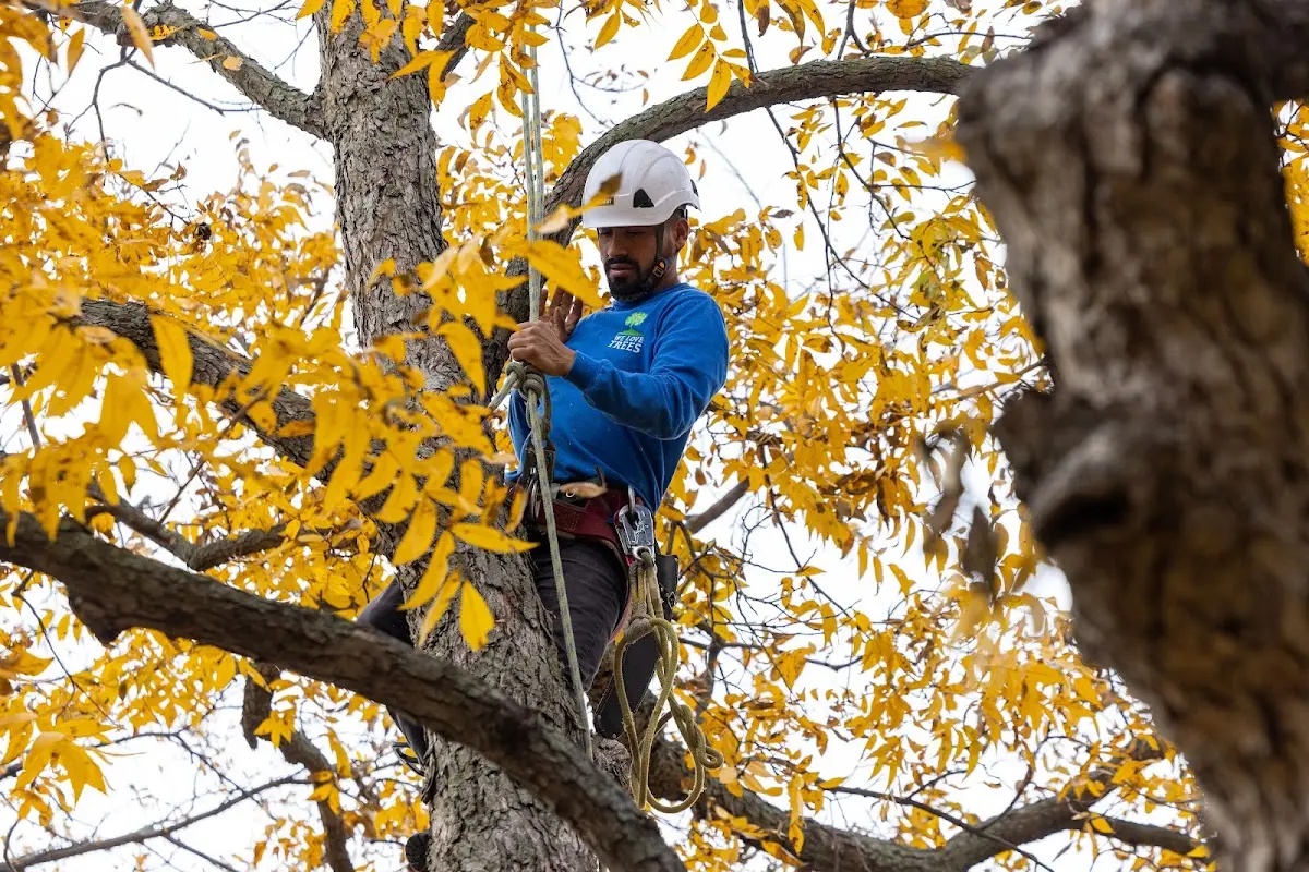 Skilled Tree Planing crew working in Calion